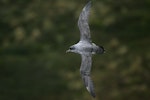 Grey petrel | Kuia. Dorsal view in flight. Antipodes Island, March 2009. Image © David Boyle by David Boyle.