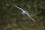 Grey petrel | Kuia. Front view in flight. Antipodes Island, March 2009. Image © David Boyle by David Boyle.