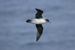 Grey petrel | Kuia. Ventral view in flight. Antipodes Island, March 2009. Image © David Boyle by David Boyle.