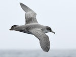 Grey petrel | Kuia. Bird in fresh plumage in flight (dorsal). Tutukaka Pelagic out past Poor Knights Islands, October 2021. Image © © Scott Brooks (ourspot) by Scott Brooks.