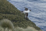 Grey petrel | Kuia. Adult in flight. Antipodes Island, July 2013. Image © James Russell by James Russell.