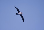 Grey petrel | Kuia. Adult in flight. At sea 48 41S 175 29E, October 1995. Image © Alan Tennyson by Alan Tennyson.