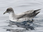 Grey petrel | Kuia. Bird in fresh plumage swimming. Tutukaka Pelagic out past Poor Knights Islands, October 2021. Image © Scott Brooks, www.thepetrelstation.nz by Scott Brooks.