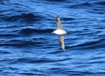 Grey petrel | Kuia. Adult in flight. At sea 92 km east of Poverty Bay, May 2015. Image © Bridget Watt by Bridget Watt.