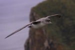 Grey petrel | Kuia. Adult in flight showing bill colouring. Antipodes Island, April 2010. Image © Mark Fraser by Mark Fraser.