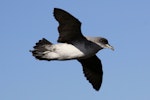 Grey petrel | Kuia. Side view of adult in flight. Antipodes Island, March 2010. Image © Mark Fraser by Mark Fraser.