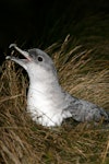 Grey petrel | Kuia. Close view of calling male. Antipodes Island, February 2008. Image © David Boyle by David Boyle.