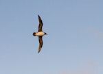 Grey petrel | Kuia. Adult in flight. Antipodes Island, July 2013. Image © James Russell by James Russell.