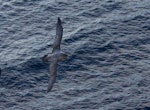 Grey petrel | Kuia. Adult in flight. Antipodes Island, July 2013. Image © James Russell by James Russell.