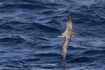 Grey petrel | Kuia. Adult in flight. At sea off Otago Peninsula, May 2021. Image © Oscar Thomas by Oscar Thomas.