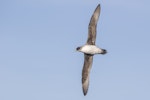 Grey petrel | Kuia. Adult in flight. At sea off Otago Peninsula, May 2021. Image © Oscar Thomas by Oscar Thomas.