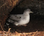 Grey petrel | Kuia. Adult in burrow. Antipodes Island, July 2013. Image © James Russell by James Russell.