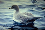 Grey petrel | Kuia. Swimming. Off Kaikoura, July 1999. Image © Nicholas Allen by Nicholas Allen.