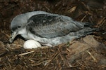 Grey petrel | Kuia. Adult at nest on two eggs. Antipodes Island, April 2009. Image © David Boyle by David Boyle.