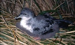 Grey petrel | Kuia. Chick nearing fledging. Antipodes Island, January 1996. Image © Terry Greene by Terry Greene.