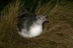 Grey petrel | Kuia. Calling male showing gape. Antipodes Island, February 2008. Image © David Boyle by David Boyle.