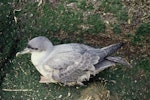 Grey petrel | Kuia. Fledgling. Bollons Island, Antipodes Island, October 1995. Image © Alan Tennyson by Alan Tennyson.