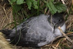 Grey petrel | Kuia. Adult on the ground during the day. Antipodes Island, February 2009. Image © Mark Fraser by Mark Fraser.