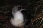 Grey petrel | Kuia. Adult at night near the hut. Antipodes Island, March 2009. Image © Mark Fraser by Mark Fraser.