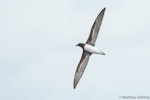 Tahiti petrel. Ventral view of bird in flight. Southport (Australia), November 2017. Image © Matthias Dehling by Matthias Dehling.