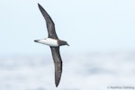 Tahiti petrel. Ventral view of bird in flight. Southport (Australia), November 2017. Image © Matthias Dehling by Matthias Dehling.