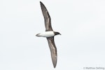 Tahiti petrel. Ventral view of bird in flight. Southport (Australia), November 2017. Image © Matthias Dehling by Matthias Dehling.