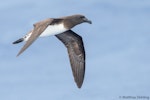 Tahiti petrel. Bird in flight. Southport (Australia), November 2017. Image © Matthias Dehling by Matthias Dehling.