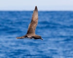 Tahiti petrel. Adult in flight. Off Southport, Queensland. Image © Paul Walbridge by Paul Walbridge.