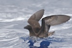 Tahiti petrel. Adult on water. Southport pelagic, Gold Coast, Queensland, 30 km offshore, March 2019. Image © William Betts 2019 birdlifephotography.org.au by William Betts.