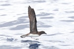 Tahiti petrel. Adult taking flight. Southport pelagic, Gold Coast, Queensland, 30 km offshore, March 2019. Image © William Betts 2019 birdlifephotography.org.au by William Betts.