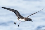 Tahiti petrel. Bird in flight, showing colour of feet. Southport (Australia), November 2017. Image © Matthias Dehling by Matthias Dehling.