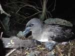 Tahiti petrel. Adult at breeding colony. New Caledonia, May 2016. Image © Sylvain Dromzée by Sylvain Dromzée.