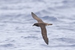 Tahiti petrel. Adult in flight. Southport pelagic, Gold Coast, Queensland, 30 km offshore, March 2019. Image © William Betts 2019 birdlifephotography.org.au by William Betts.