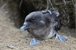 Tahiti petrel. Adult in front of burrow. Te Mehani Rahi plateau, Raiatea Island, Society archipelago, French Polynesia, September 2012. Image © Fred Jacq by Fred Jacq.