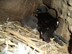 Tahiti petrel. Adult brooding chick. New Caledonia, June 2016. Image © Karen Bourgeois by Karen Bourgeois.