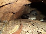 Tahiti petrel. Adult sitting next to its egg. New Caledonia, June 2016. Image © Karen Bourgeois by Karen Bourgeois.