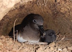 Tahiti petrel. Adult and chick in burrow. Raiatea, French Polynesia, December 2013. Image © Lucie Faulquier by Lucie Faulquier.