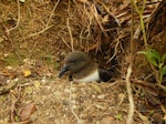 Tahiti petrel. Adult at burrow entrance. Raiatea, French Polynesia, December 2013. Image © Lucie Faulquier by Lucie Faulquier.