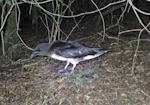 Tahiti petrel. Adult at breeding colony. New Caledonia, May 2016. Image © Sylvain Dromzée by Sylvain Dromzée.