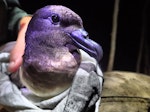 Tahiti petrel. Adult. New Caledonia, May 2016. Image © Sylvain Dromzée by Sylvain Dromzée.