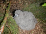 Tahiti petrel. Large downy chick. Raiatea, French Polynesia, February 2012. Image © Lucie Faulquier by Lucie Faulquier.