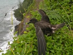 Tahiti petrel. Adult about to fly from clifftop. Tahiti, July 2011. Image © Lucie Faulquier by Lucie Faulquier.