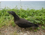 Tahiti petrel. Adult singing. Tahiti, July 2011. Image © Lucie Faulquier by Lucie Faulquier.