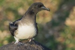 Tahiti petrel. Fledgling. Arue, Tahiti Island, Society archipelago, French Polynesia, September 2012. Image © Fred Jacq by Fred Jacq.