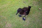 Tahiti petrel. Fledgling. Tahiti, October 2016. Image © James Russell by James Russell.