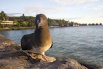 Tahiti petrel. Fledgling. Tahiti, October 2016. Image © James Russell by James Russell.