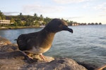 Tahiti petrel. Fledgling. Tahiti, October 2016. Image © James Russell by James Russell.