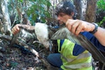 Tahiti petrel. Headless adult killed by predator. New Caledonia, April 2016. Image © Raphaël Gouyet by Raphaël Gouyet.