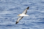 Cory's shearwater. Adult in flight (possibly the similar Scopoli's shearwater). Cape Hatteras, North Carolina, August 2012. Image © Don Faulkner by Don Faulkner.