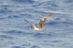 Cory's shearwater. Adult in flight (possibly the similar Scopoli's shearwater). Cape Hatteras, North Carolina, August 2012. Image © Don Faulkner by Don Faulkner.